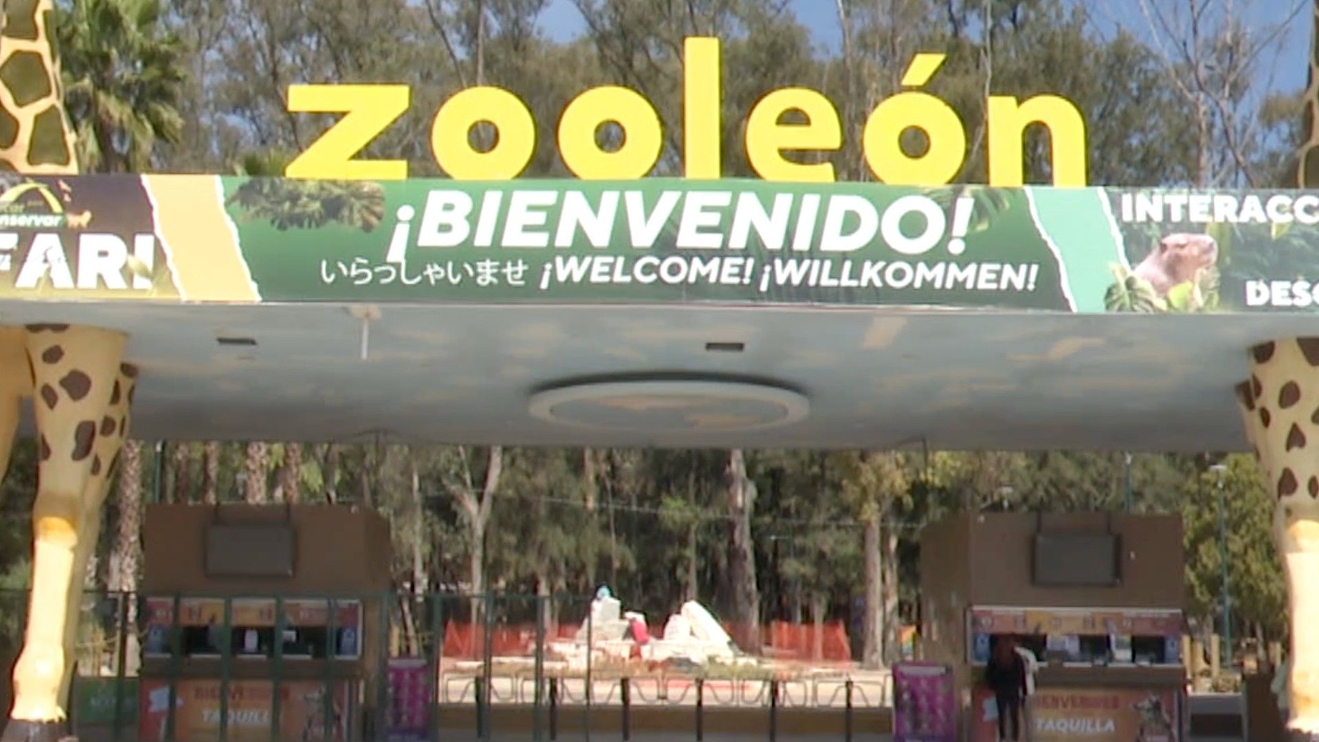 Muere Loba Canadiense Después de Esterilizarla en el Parque Zoológico de León, Guanajuato